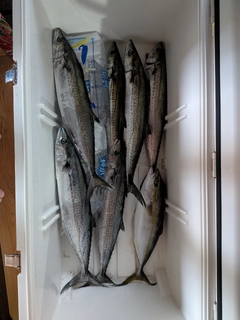 サゴシの釣果