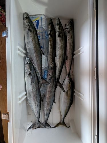 サゴシの釣果