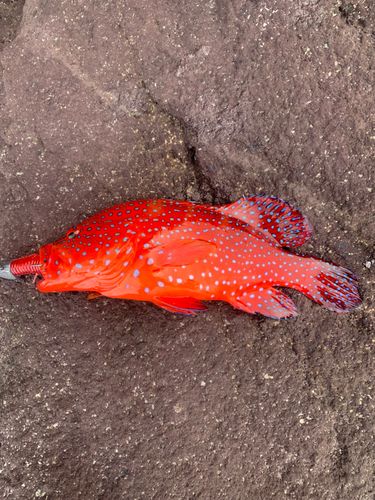 ユカタハタの釣果