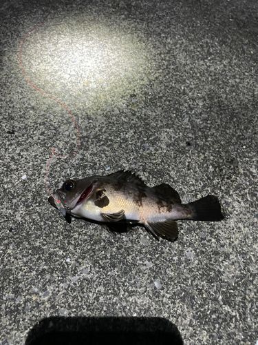 メバルの釣果