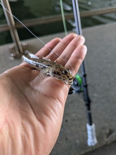 ウロハゼの釣果