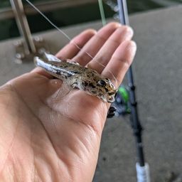 ウロハゼ