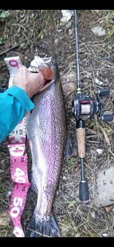 ニジマスの釣果