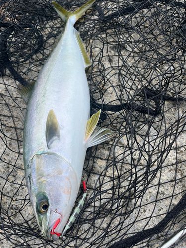 ハマチの釣果