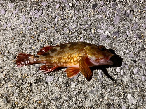 カサゴの釣果