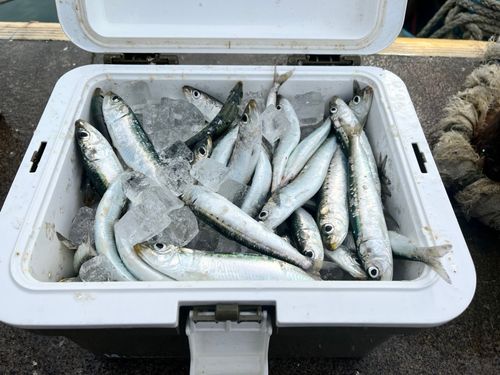 石巻湾