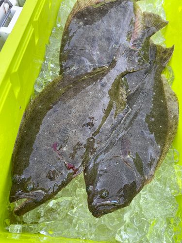 ソゲの釣果