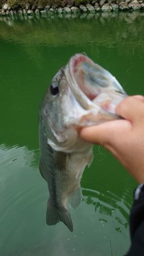 フナの釣果