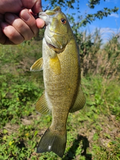 スモールマウスバスの釣果