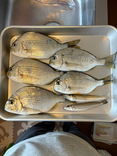 キスの釣果