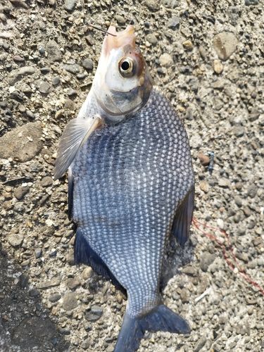 ダントウボウの釣果