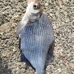 ダントウボウ