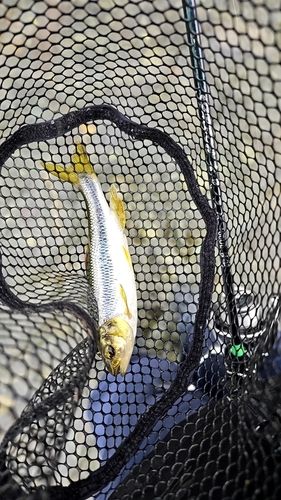 カワムツの釣果