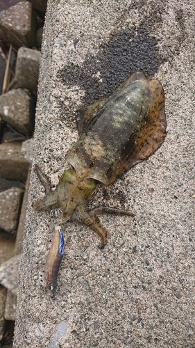 アオリイカの釣果