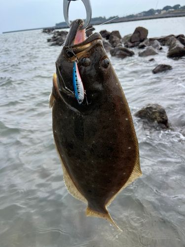 ヒラメの釣果