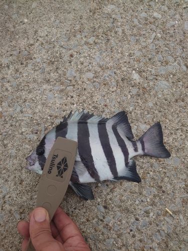 サンバソウの釣果