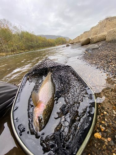 ニジマスの釣果