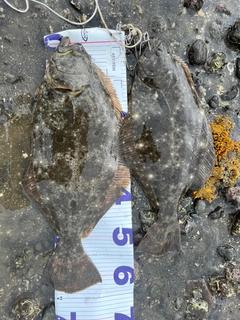 ヒラメの釣果