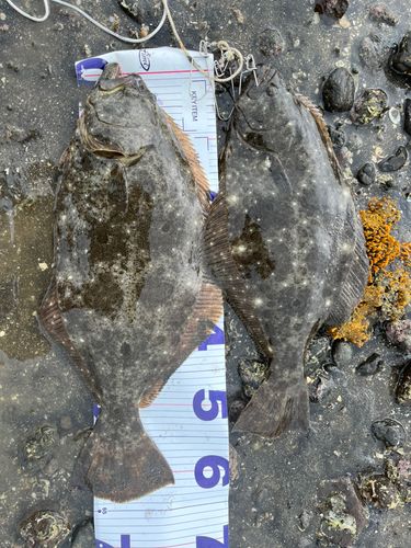 ヒラメの釣果
