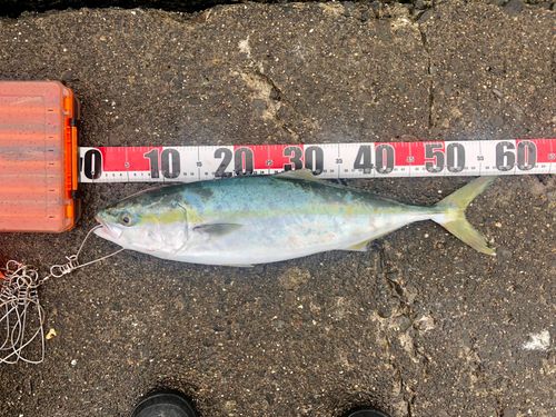 イナダの釣果