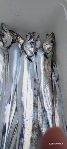 タチウオの釣果