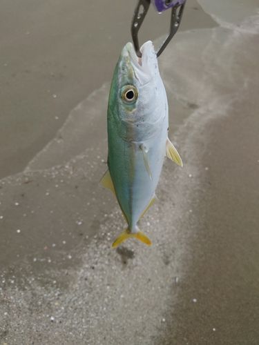 ワカシの釣果