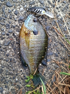 ブルーギルの釣果