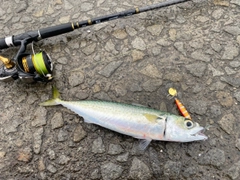サバの釣果