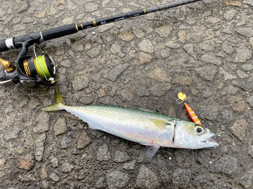 サバの釣果