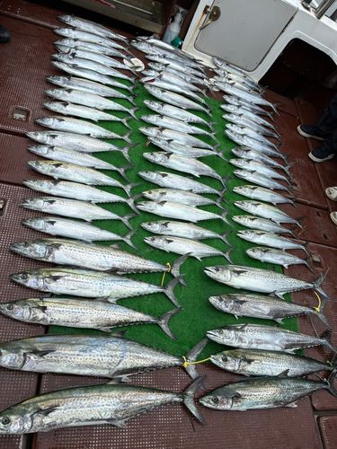 サワラの釣果