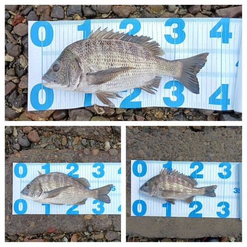 クロダイの釣果