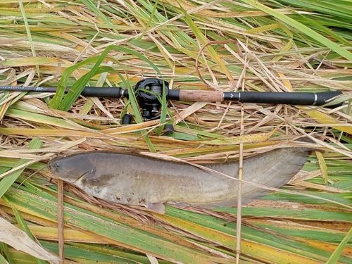 ナマズの釣果