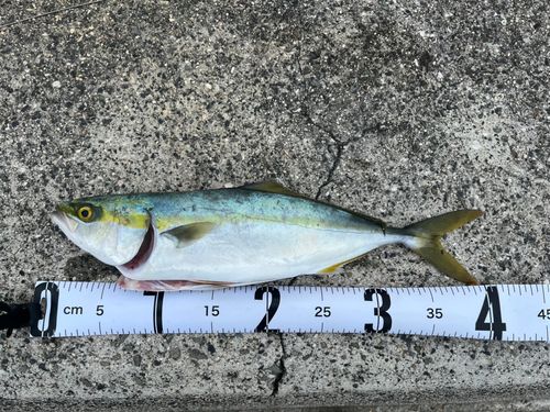 ハマチの釣果