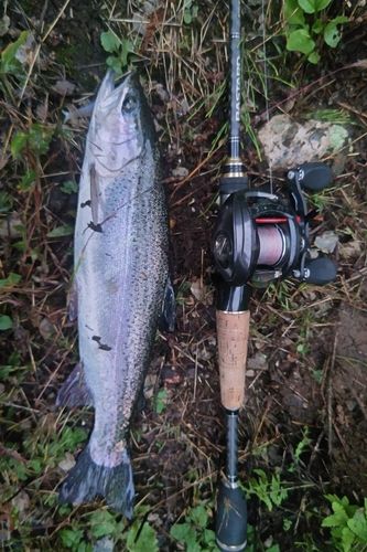 ニジマスの釣果