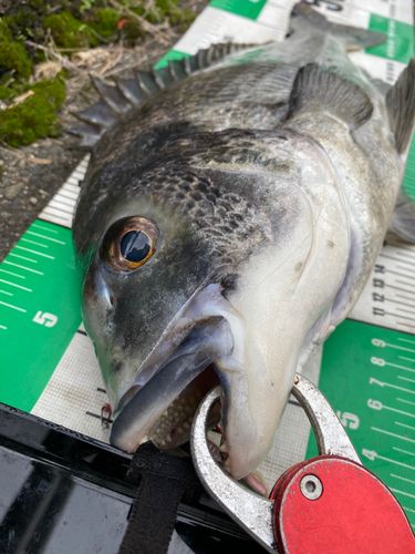 チヌの釣果