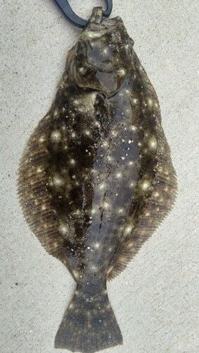 ヒラメの釣果