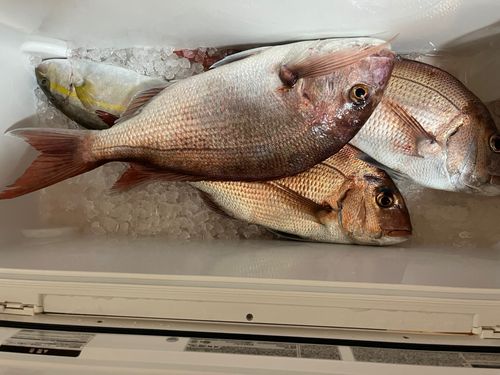 タイの釣果