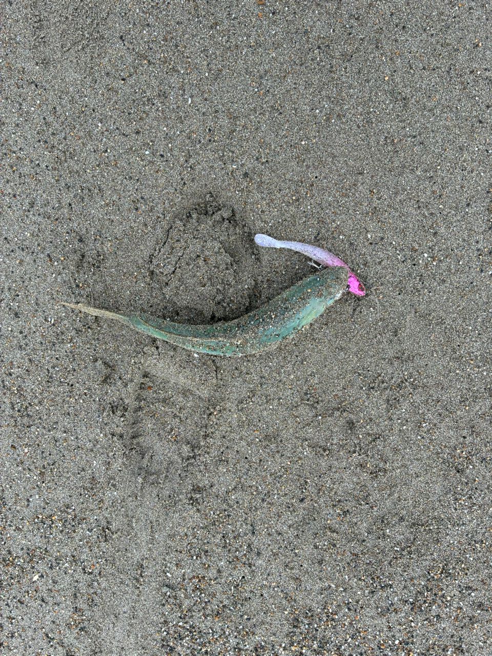 ワカシ