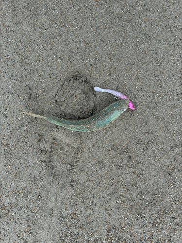 ワカシの釣果