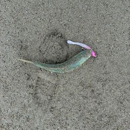 ワカシ