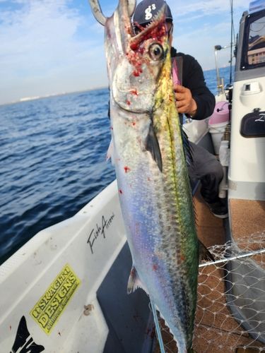 サゴシの釣果