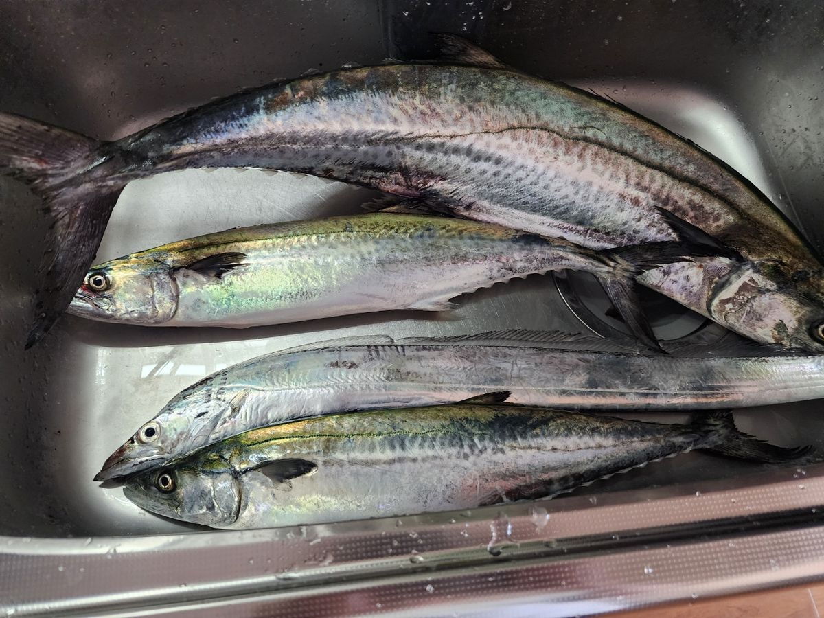 HALmakiさんの釣果 2枚目の画像