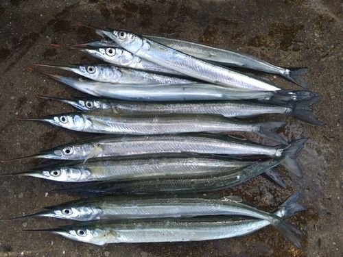 サヨリの釣果