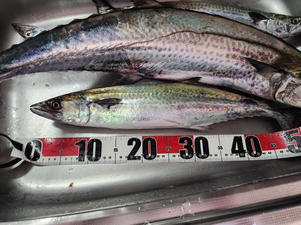 HALmakiさんの釣果 3枚目の画像