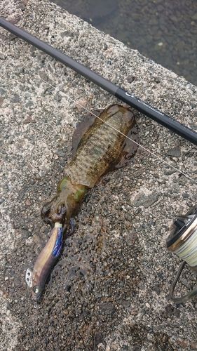 アオリイカの釣果