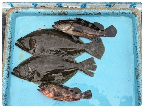 ヒラメの釣果