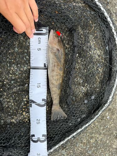 アイナメの釣果