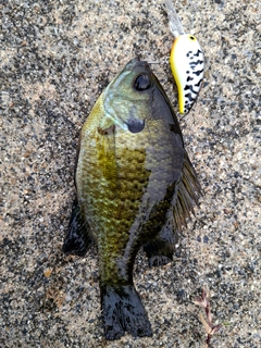 ブルーギルの釣果
