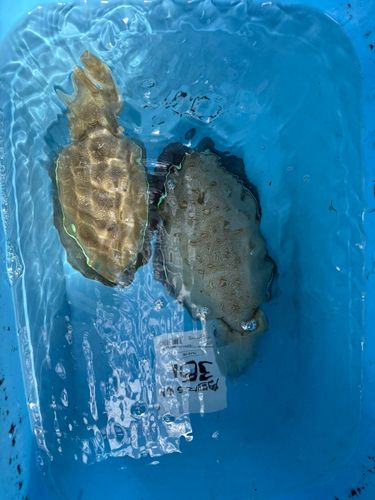 コウイカの釣果