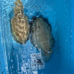 コウイカ